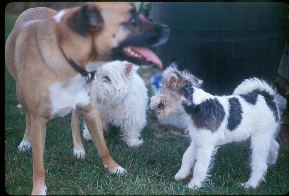 Toasty, August and Millie