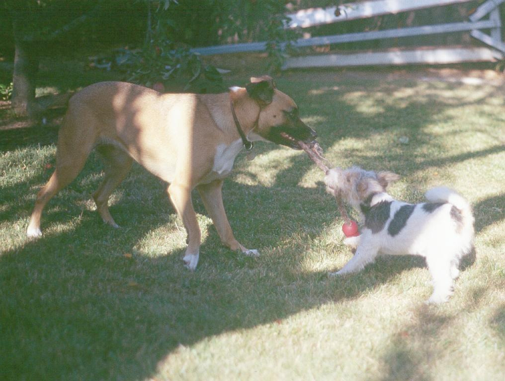 Toasty and Millie Tug-O-War