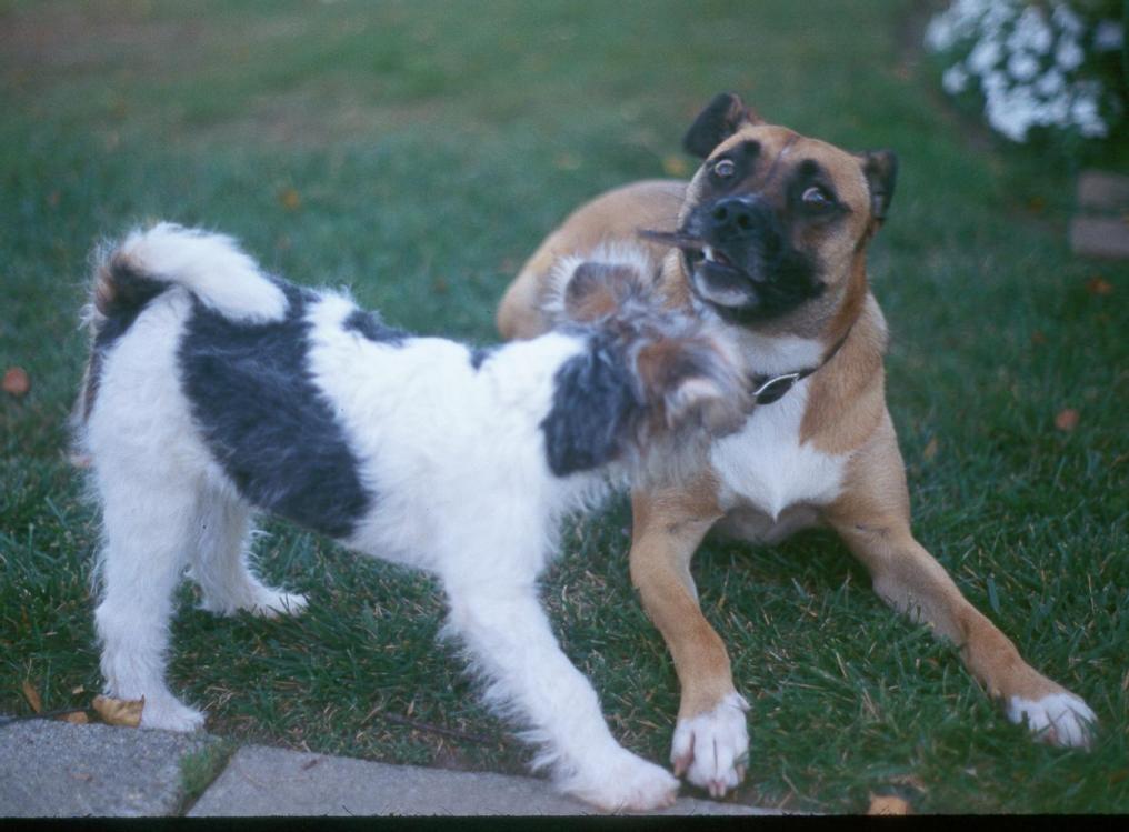 Toasty and Millie Tug-O-War