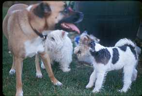 Toasty, August and Millie