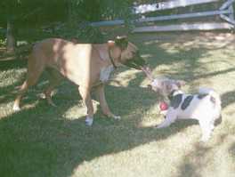 Toasty and Millie tug-o-war