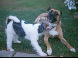 Toasty and Millie tug-o-war